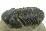 Detailed Reedops Trilobite - Atchana, Morocco #376983-1